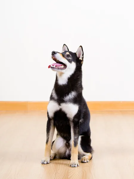 Schwarze Shiba — Stockfoto