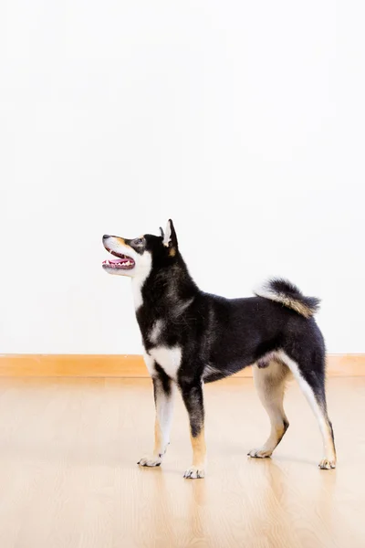 Shiba dalam warna hitam — Stok Foto