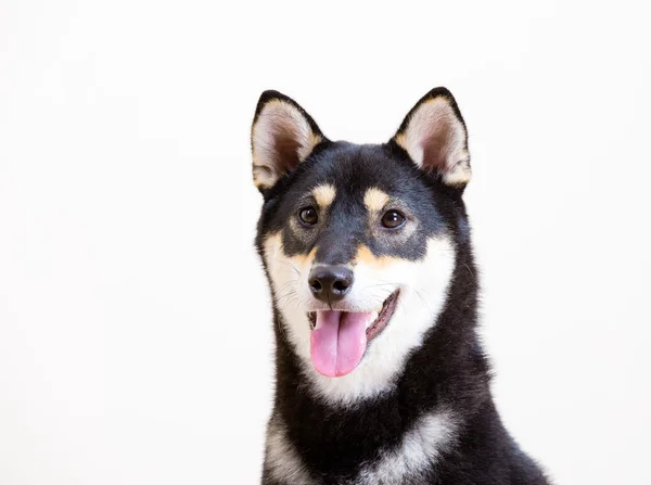 黒柴犬犬笑顔 — ストック写真