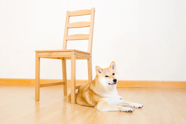 Braune Shiba mit Stuhl — Stockfoto