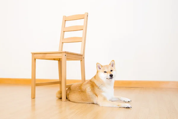 Shiba marrone con sedia a casa — Foto Stock