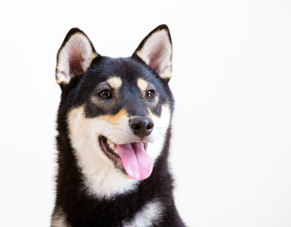 Negro y moreno Shiba Inu — Foto de Stock