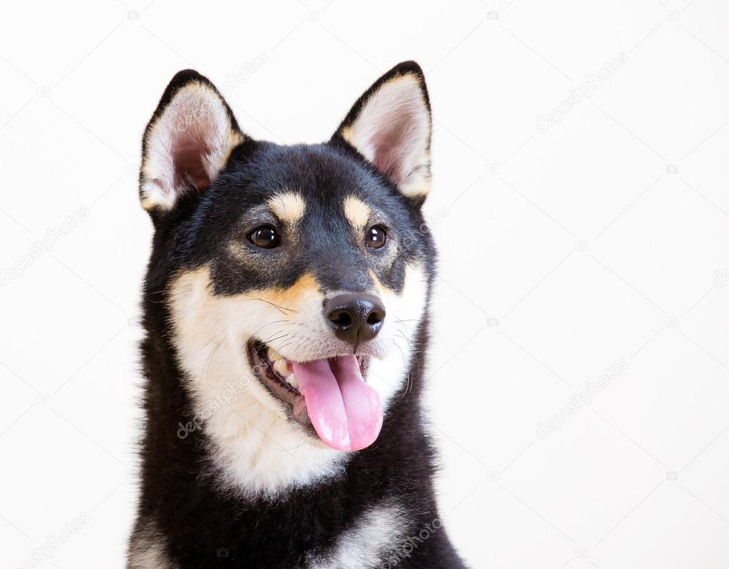 Shiba Inu Black And Tan