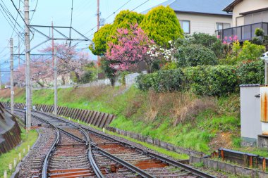 Demiryolu sakura ağacı