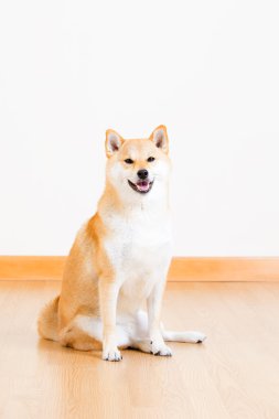 Japon shiba Inu köpek