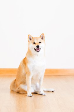 Japon shiba Inu köpek