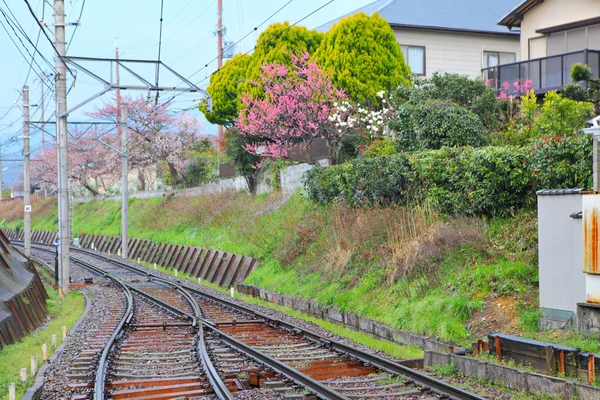 Железная дорога с сакурой — стоковое фото