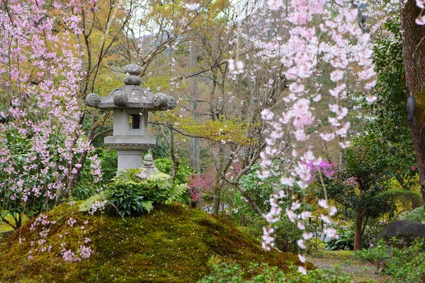 Japanese park with sakura tree — Stock Photo, Image