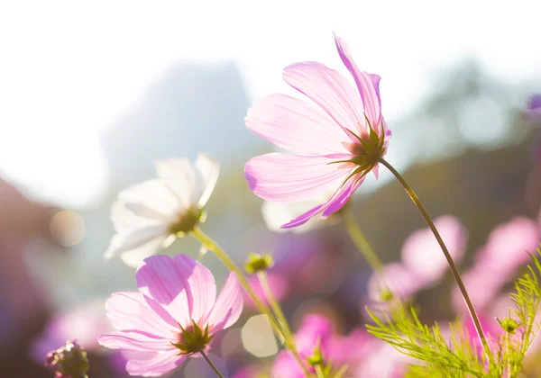 Lila Gänseblümchen im Sonnenlicht — Stockfoto