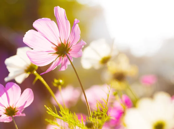 Flor cosmos rosa diferente — Fotografia de Stock