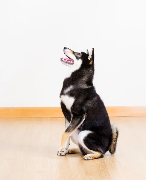 黒い床に座っての芝犬犬 — ストック写真