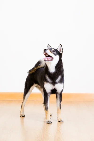 Shiba inu Hund in schwarz schaut auf — Stockfoto
