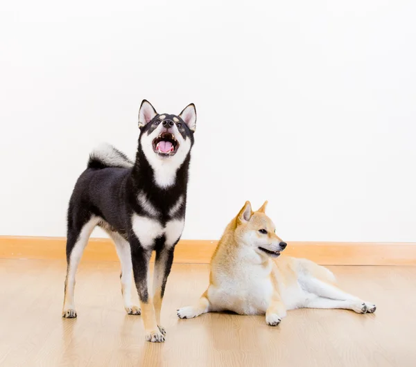 Deux chiba inu chien à la maison — Photo