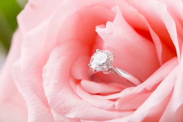 Pink Rose with diamond ring Stock Image
