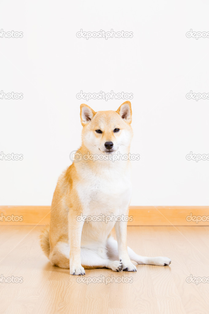 Shiba inu dog sitting on floor
