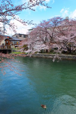 sakura göl biwa kanal