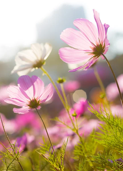 Daisy blomman och solljus — Stockfoto