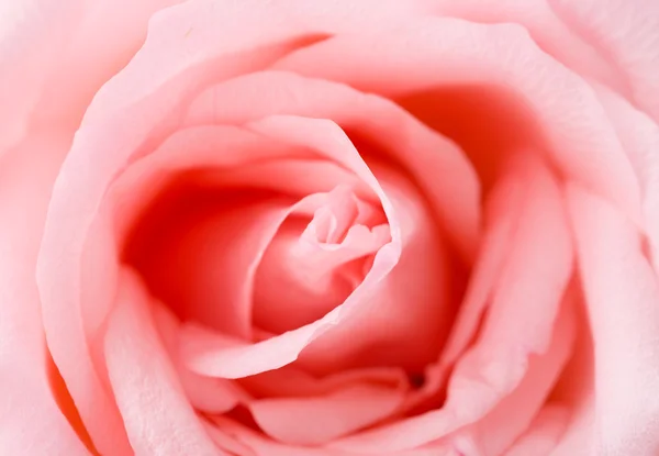 Pink rose texture — Stock Photo, Image