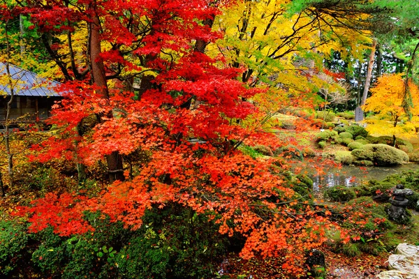 Drzewo klon japoński ogród — Zdjęcie stockowe