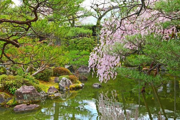 Japanese garden with sakura tree — Stock Photo, Image