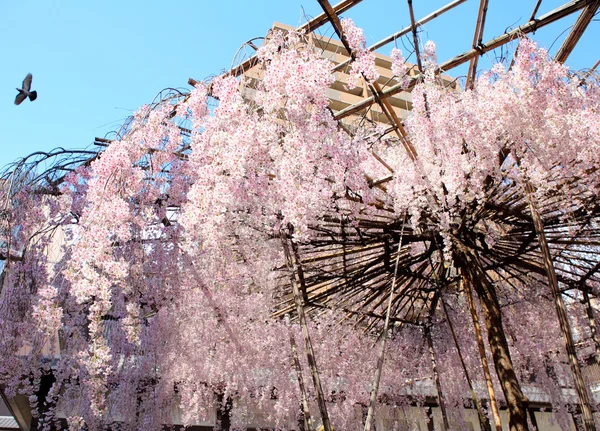 Sakura with stand — Stock Photo, Image
