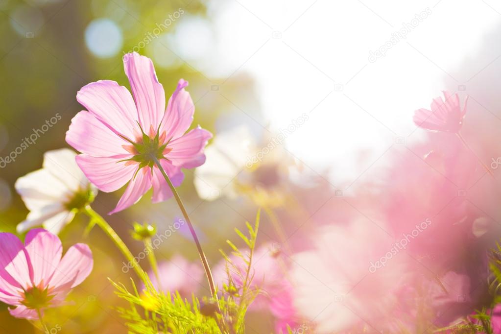 Cosmos flower