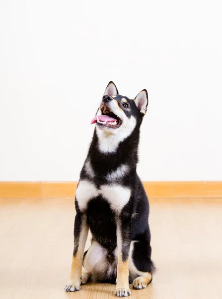 Shiba inu câine — Fotografie, imagine de stoc