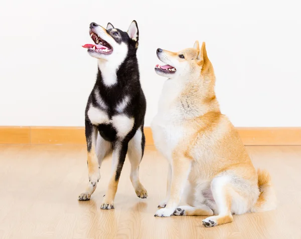Zwei Shiba-Hunde zu Hause — Stockfoto