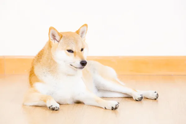 Shiba inu perro acostado en el suelo — Foto de Stock