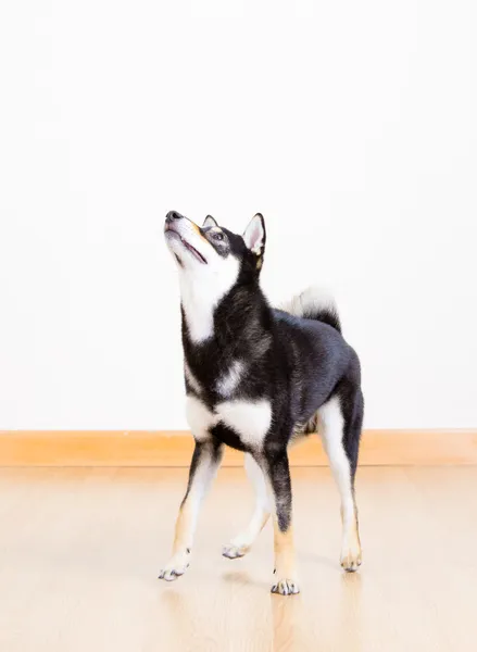 Schwarzer Shiba-Hund zu Hause — Stockfoto