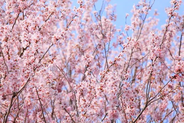 Flor de cerezo — Foto de Stock