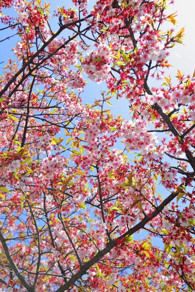 Sakura. — Fotografia de Stock