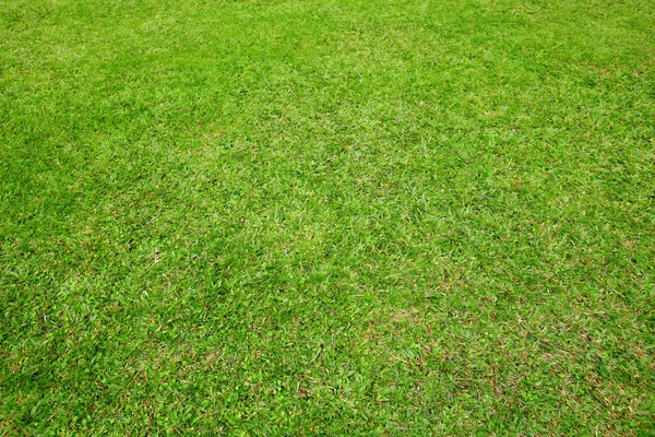 Green lawn — Stock Photo, Image