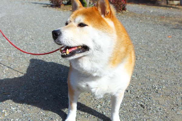 Shiba Inu perro al aire libre —  Fotos de Stock