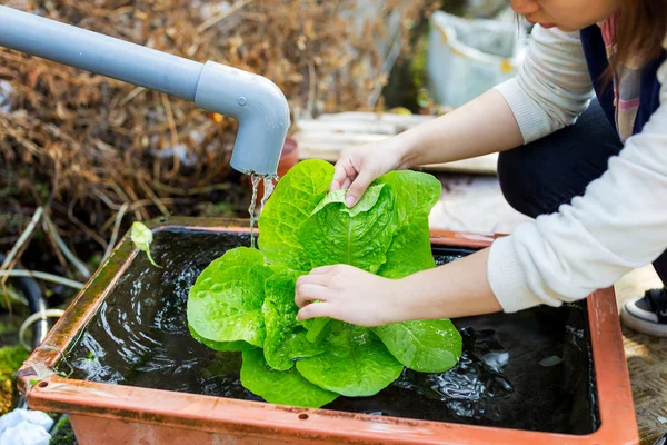 Tvätta ekologisk sallad för hand — Stockfoto