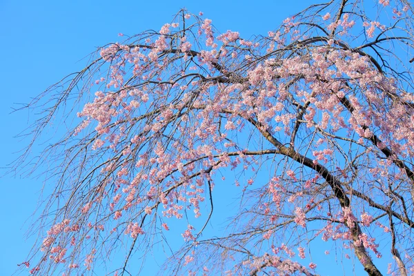 桜の開花 — ストック写真