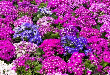 Mor cineraria alan