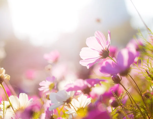 Camomila roxa sob luz solar — Fotografia de Stock