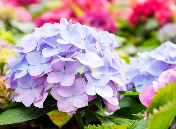 Flor de hortensia azul púrpura — Foto de Stock