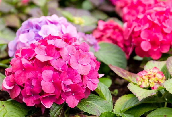 Flor de hortensia rosa — Foto de Stock