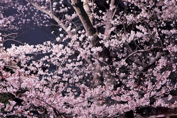 Sakura flor à noite — Fotografia de Stock