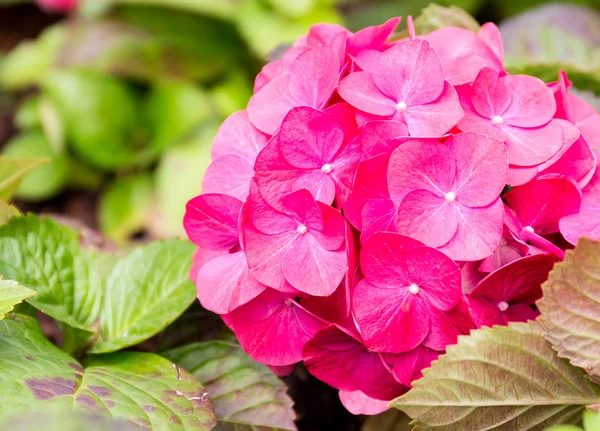 Flor de hortensias de cerca — Foto de Stock