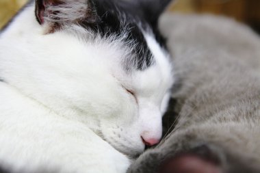 Şirin kedi uyku
