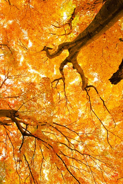 Maple tree — Stock Photo, Image