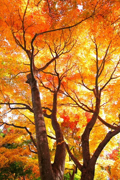 Árbol de arce rojo — Foto de Stock