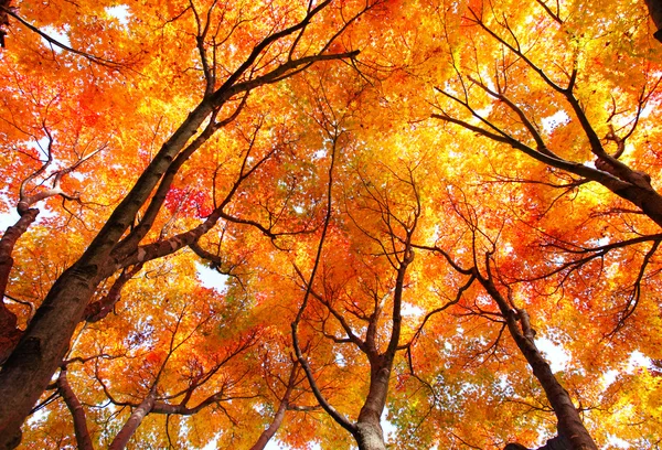 Árbol de arce en otoño — Foto de Stock