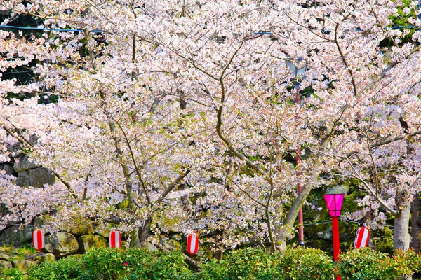 寺の桜 — ストック写真