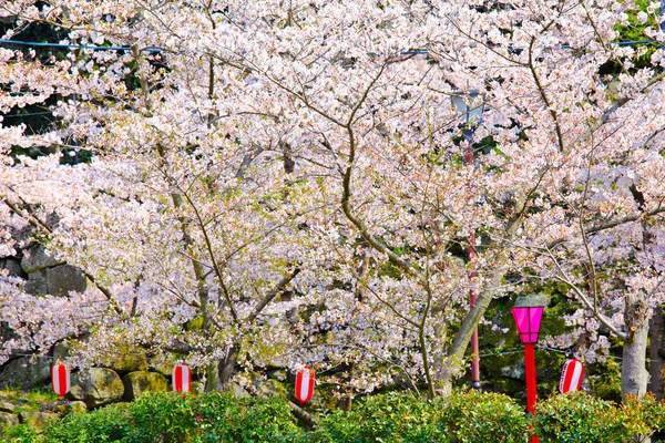 Cherry tree in temple — Stock Photo, Image