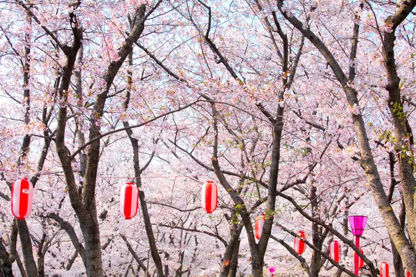 Sakura tree with red lantern — Stock Photo, Image