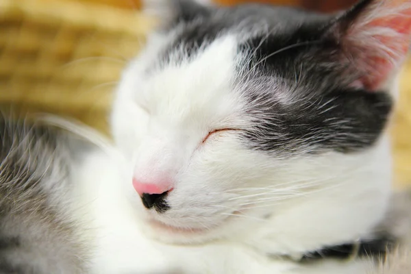 Gato dormido — Foto de Stock